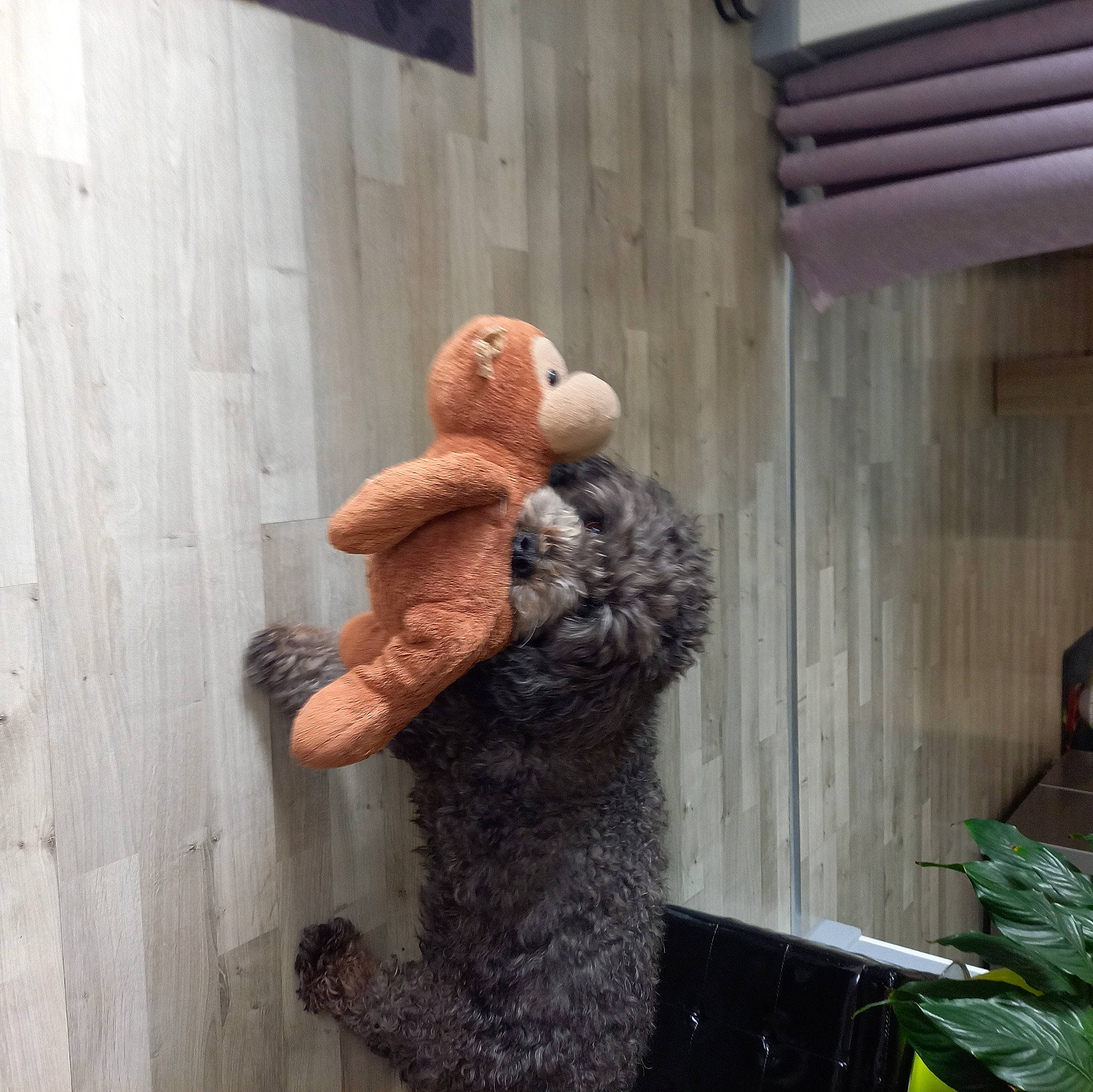 Curly a rejoint le concours — aidez-le/la à gagner de superbes lots ! art, fur, gesture, houseplant, pattern, plant, plush, room, snout, stuffed_toy, teddy_bear, toy, wood