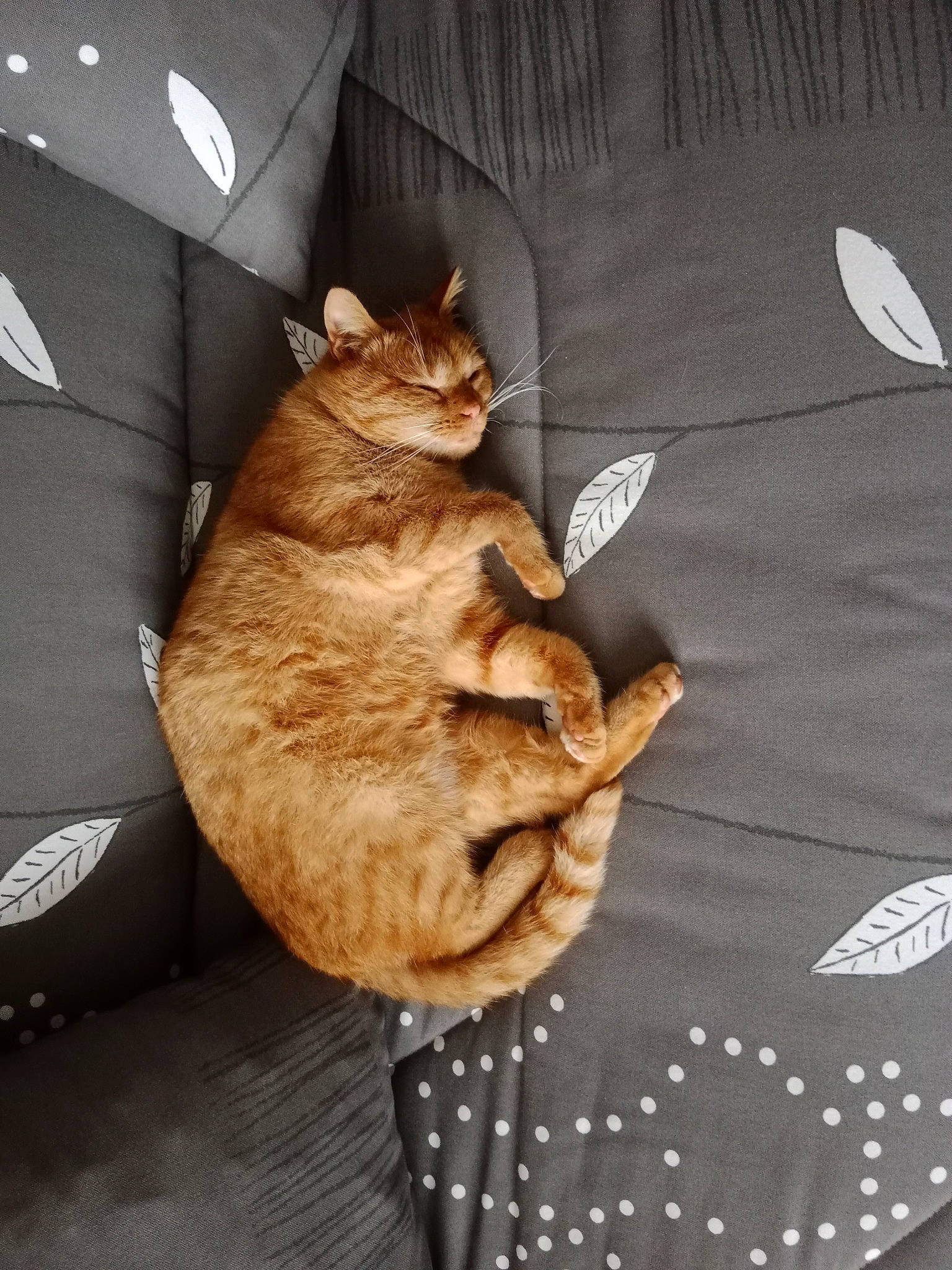 Horacio a rejoint le concours — aidez-le/la à gagner de superbes lots ! bag, carnivore, cat, comfort, companion_dog, couch, dog_breed, domestic_short_haired_cat, fawn, felidae, fur, linens, pattern, paw, sleeve, small_to_medium_sized_cats, sporting_group, t_shirt, tail, whiskers