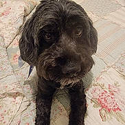 Wilson joined the competition — help win amazing prizes! dog, pet, black_dog, bed, quilt, fluffy, lying_down, looking_up, indoors, animal, cute, fur, face, ears, paws, companion, home, cozy, mammal, friendly