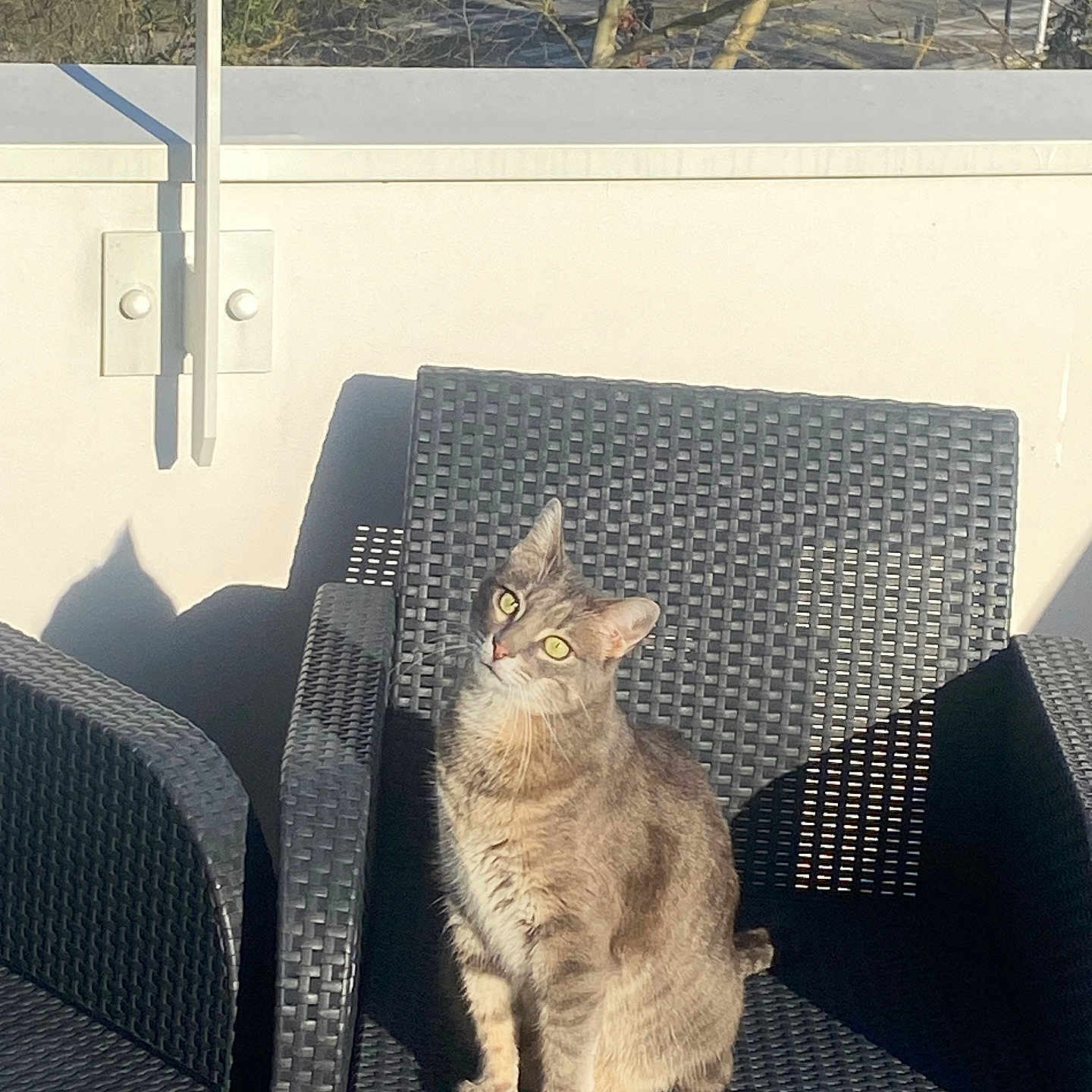 Mimi a rejoint le concours — aidez-le/la à gagner de superbes lots ! alone, animal, balcony, cat, chair, curious, daylight, domestic_cat, feline, gray_cat, nature, outdoor, pet, portrait, relaxed, shadow, sitting, sunlight, tabby, woven_chair