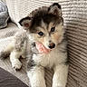puppy, husky, dog, blue_eyes, fluffy, cute, pet, collar, pink, couch, indoor, resting, fur, animal, young, portrait, canine, adorable, domestic_animal, relaxing