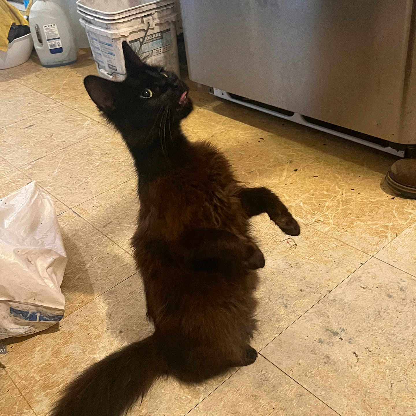 Oreo is registered to the contest to win money with this photo: animal, appliance, black_cat, bucket, cat, container, curious, domestic, floor, fur, household, indoor, kitchen, looking_up, messy, pet, plastic_bag, playful, standing, tail