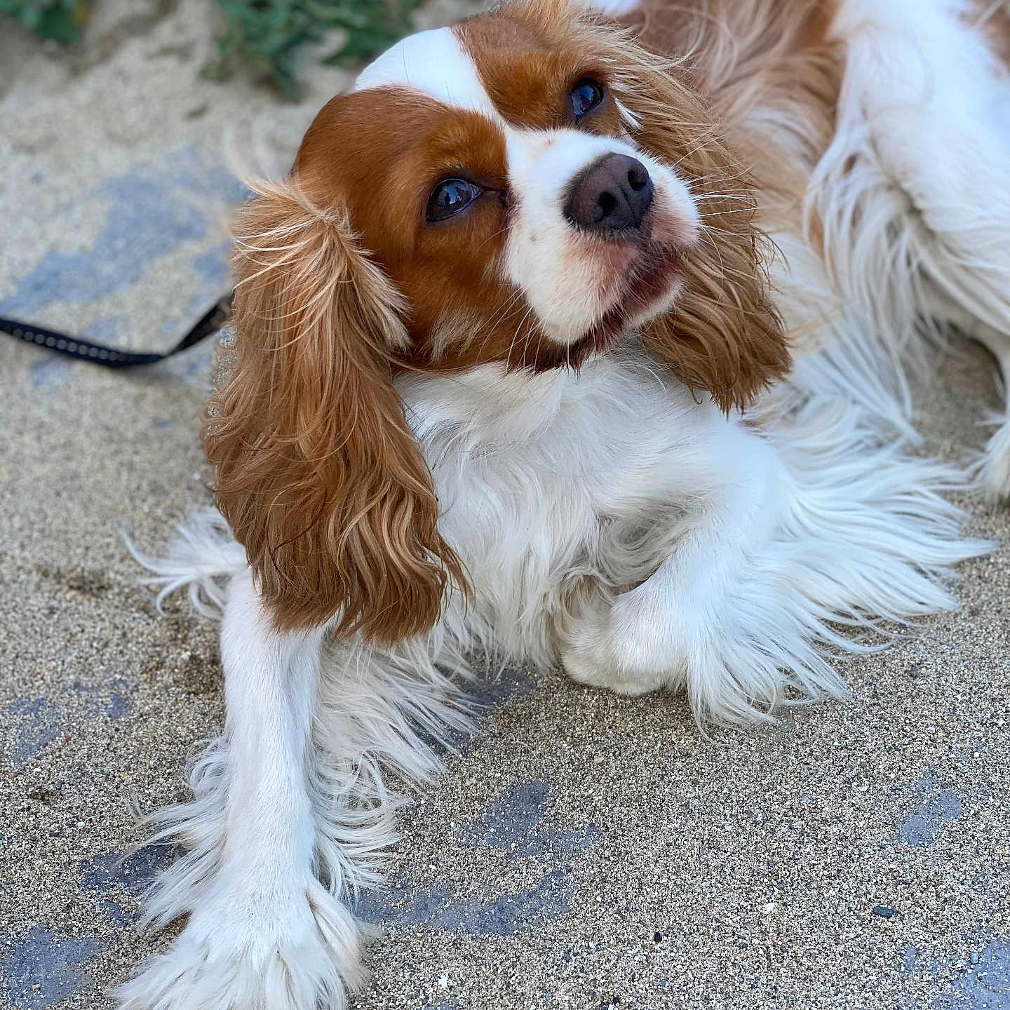 Rama a rejoint le concours — aidez-le/la à gagner de superbes lots ! accessories, animal, canine, cockerspaniel, dog, hound, leash, papillon, pet, puppy, road, rock, strap, summer, sunglasses, terrier, whitedog