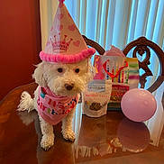 Lola joined the competition — help win amazing prizes! dog, birthday_hat, pink, white_dog, party, balloon, gift_bag, table, indoor, curtains, treats, bandana, celebration, pet, wooden_table, decor, small_dog, pink_balloon, birthday_party, heart_pattern