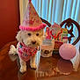 dog, birthday_hat, pink, white_dog, party, balloon, gift_bag, table, indoor, curtains, treats, bandana, celebration, pet, wooden_table, decor, small_dog, pink_balloon, birthday_party, heart_pattern