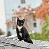 cat, black_cat, white_paws, collar, necklace, pendant, roof, shingles, outdoor, autumn, leaves, blurred_background, window, building, pet, animal, feline, sitting, alert, nature
