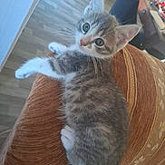 Yllou a rejoint le concours — aidez-le/la à gagner de superbes lots ! kitten, cat, pet, indoor, furniture, cushion, orange, gray, white, fur, whiskers, ears, floor, curious, cute, small, relaxed, cozy, domestic, animal