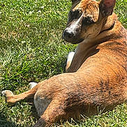 Chloe joined the competition — help win amazing prizes! animal, back, brindle, canine, closeup, daylight, dog, ears, fur, grass, lawn, looking_back, muzzle, nature, outdoor, pet, relaxed, resting, summer, sunlight