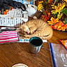 kitten, orange_cat, sleeping, wooden_table, artwork, american_flag, toilet_paper, cup, box, artificial_flowers, autumn_leaves, painting, nap, indoor, clutter, cozy, small_cat, domestic_cat, tabletop, colorful