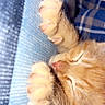 kitten, cat, sleeping, paw, orange_cat, close_up, fur, cute, pet, animal, resting, cozy, soft, domestic_cat, whiskers, pink_nose, relaxed, indoor, feline, nap