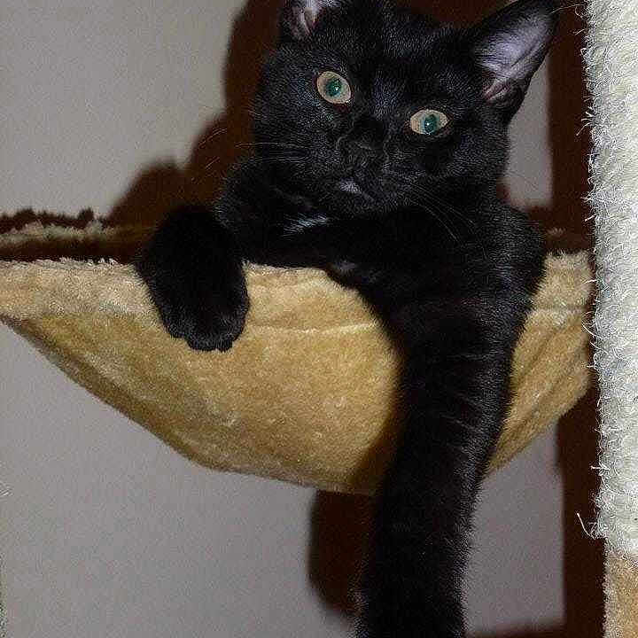 Soot