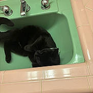 Asa is registered to the contest to win money with this photo: animal, bathroom, black_cat, cat, chrome_faucet, collar, curled_up, cute, domestic, faucet, fur, green_sink, indoor, pet, pink_tiles, relaxed, resting, retro, sink, tiles