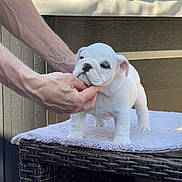 Bianca is registered to the contest to win money with this photo: puppy, dog, bulldog, white_dog, pet, animal, cute, towel, wicker, table, hands, human, indoor, furniture, closeup, small_animal, young, fur, face, chubby