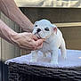 puppy, dog, bulldog, white_dog, pet, animal, cute, towel, wicker, table, hands, human, indoor, furniture, closeup, small_animal, young, fur, face, chubby