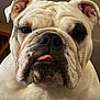 Bianca is registered to the contest to win money with this photo: bulldog, dog, pet, close_up, portrait, animal, face, wrinkles, tongue, ears, white_fur, black_spot, indoor, cute, mammal, companion, canine, snout, expression, fur