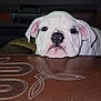 Bianca is registered to the contest to win money with this photo: dog, puppy, bulldog, white, pet, animal, cute, face, ears, nose, chin, leather, stitching, closeup, indoor, resting, adorable, fur, portrait, young
