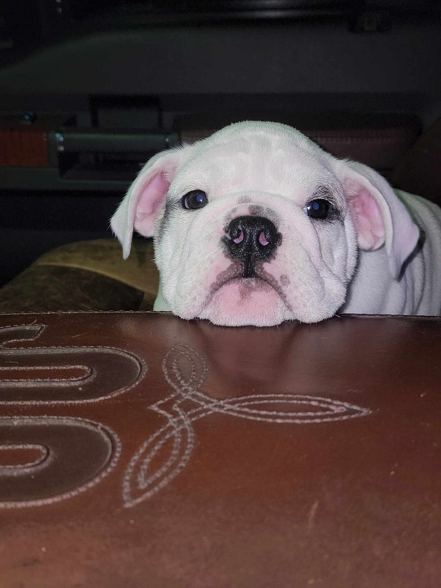 Bianca is registered to the contest to win money with this photo: dog, puppy, bulldog, white, pet, animal, cute, face, ears, nose, chin, leather, stitching, closeup, indoor, resting, adorable, fur, portrait, young