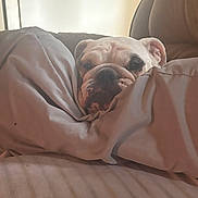 Bianca is registered to the contest to win money with this photo: bulldog, dog, pet, blanket, couch, indoor, cozy, animal, fur, face, resting, comfort, home, relaxed, canine, snuggled, closeup, portrait, furniture, lazy