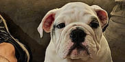Bianca is registered to the contest to win money with this photo: bulldog, puppy, dog, pet, couch, indoor, leg, sneaker, fur, face, ears, nose, paw, home, furniture, door, spray_bottle, closeup, cute, animal