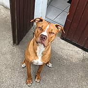 Sicsia participe au concours pour gagner de l'argent avec cette photo : alert, animal, brown_dog, canine, concrete_floor, dog, doorway, ears_up, front_paws, house_entrance, looking_up, open_door, outdoor, pet, short_fur, sitting, tile_floor, waiting, white_markings, wooden_door