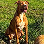 Sicsia a rejoint le concours — aidez-le/la à gagner de superbes lots ! animal, basketball, brown_dog, canine, daytime, dog, ears, field, grass, happy, mud, nature, outdoor, pet, playful, sitting, summer, sunlight, tongue_out, white_patch