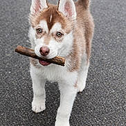 Anouk a rejoint le concours — aidez-le/la à gagner de superbes lots ! adorable, animal, brown_and_white, canine, cute, dog, ears, fur, husky, mouth, nose, outdoor, pet, playful, puppy, stick, street, tail, walking, young