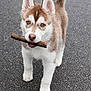 adorable, animal, brown_and_white, canine, cute, dog, ears, fur, husky, mouth, nose, outdoor, pet, playful, puppy, stick, street, tail, walking, young