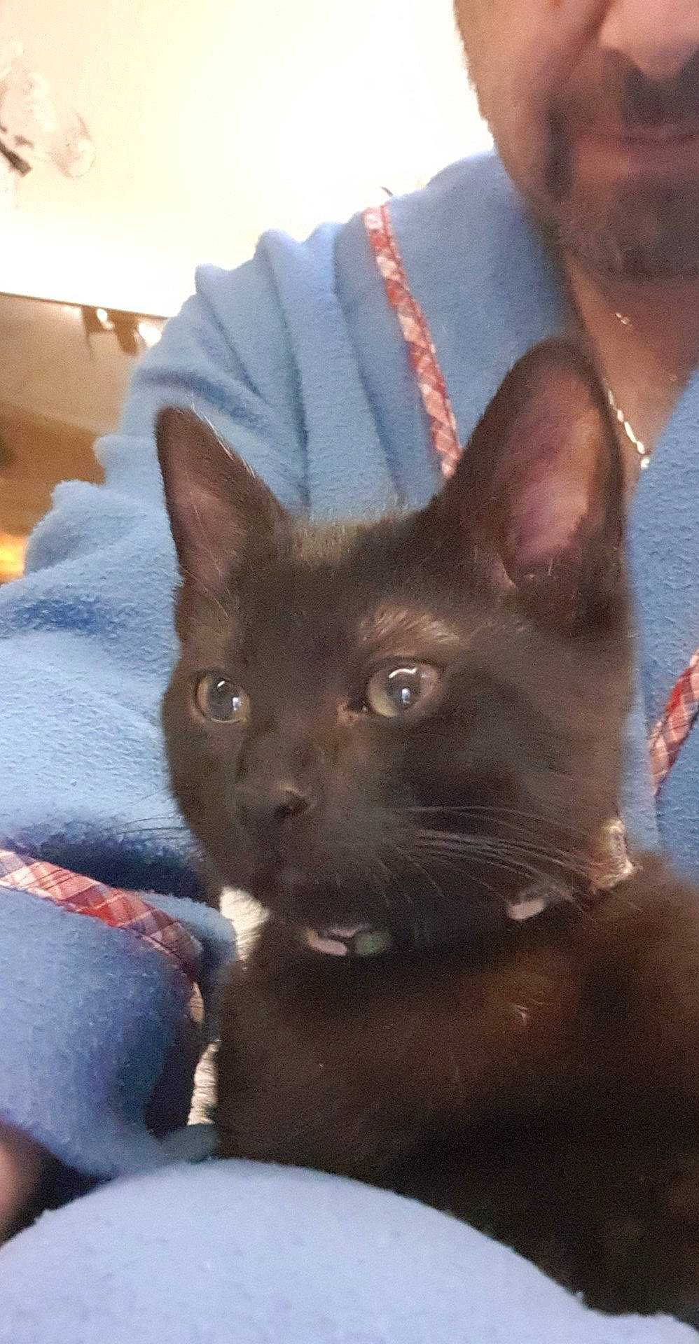 Taz a rejoint le concours — aidez-le/la à gagner de superbes lots ! black_cat, bombay, carnivore, cat, cat_supply, comfort, domestic_short_haired_cat, ear, fawn, felidae, fur, havana_brown, liver, small_to_medium_sized_cats, snout, terrestrial_animal, whiskers