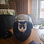 Crapule a rejoint le concours — aidez-le/la à gagner de superbes lots ! animal, appliance, black_and_white, cabinet, cat, container, curious, domestic_animal, face, glove, helmet, indoor, kitchen, kitten, light, motorcycle_helmet, pet, table, window, wooden_surface