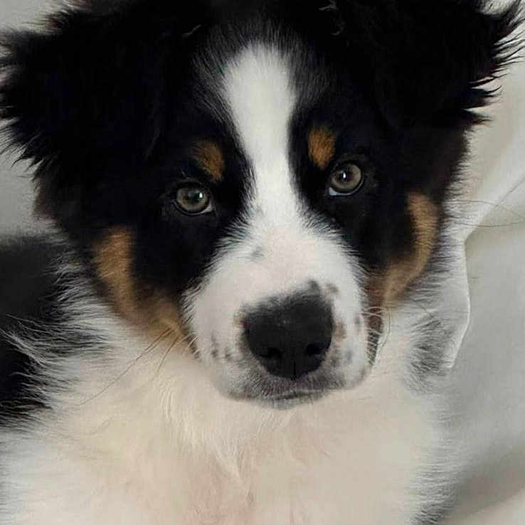Kyra a rejoint le concours — aidez-le/la à gagner de superbes lots ! puppy, dog, tri_color, black, white, brown, fur, cute, pet, animal, portrait, young, fluffy, ears, eyes, lying_down, indoor, soft, face, nose