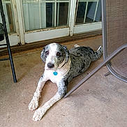 Reese is registered to the contest to win money with this photo: animal, black_and_white, calm, carpet, collar, dog, domestic_animal, door, ears, furniture, glass, laying_down, nose, outdoor, paw, pet, porch, relaxed, speckled, tag