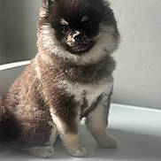 Eevee joined the competition — help win amazing prizes! dog, puppy, pomaranian, fluffy, fur, pet, animal, cute, sitting, portrait, indoor, white_background, young, small, adorable, furry, face, eyes, nose, legs