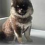 dog, puppy, pomaranian, fluffy, fur, pet, animal, cute, sitting, portrait, indoor, white_background, young, small, adorable, furry, face, eyes, nose, legs