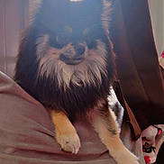 Eevee is registered to the contest to win money with this photo: animal, black, companion, couch, cozy, curtains, dog, fluffy, fur, furniture, home, indoor, paws, pet, relaxing, resting, soft, sunlight, tan, window