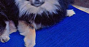 Eevee is registered to the contest to win money with this photo: black_and_white, blue_mat, chair_back, close_up, cute, dog, ears, eyes, floor_tile, fluffy, fur, indoor, nose, paws, pet, pomeranian, portrait, sitting, small_dog, whiskers