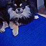 black_and_white, blue_mat, chair_back, close_up, cute, dog, ears, eyes, floor_tile, fluffy, fur, indoor, nose, paws, pet, pomeranian, portrait, sitting, small_dog, whiskers