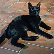Alaska participe au concours pour gagner de l'argent avec cette photo : alert, animal, black_cat, cat, curious, cute, domestic_animal, ears, eyes, floor, fur, indoor, laying_down, mammal, paws, pet, resting, shadow, tile_floor, whiskers