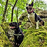 adventure, animals, bull_terrier, canine, collar, daylight, dog, ears_up, forest, greenery, happy, leash, moss, nature, outdoor, pets, rock, tongue_out, trees, two_dogs