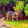 Hinata participe au concours pour gagner de l'argent avec cette photo : animal, bush, ceramic, daylight, dog, french_bulldog, garden, grass, greenery, leaf, nature, outdoor, pet, plants, potted_plant, rabbit_statue, small_dog, standing, statue, yard