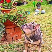 Hinata participe au concours pour gagner de l'argent avec cette photo : dog, french_bulldog, grass, flower_pot, flowers, plants, garden, greenery, outdoor, pet, sniffing, nature, bricks, colorful, small_dog, cute, animal, yard, summer, daylight