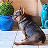 Hinata a rejoint le concours — aidez-le/la à gagner de superbes lots ! french_bulldog, dog, blue_pot, green_plant, ceramic_cat, indoor, tile_floor, pet, animal, statue, decor, side_view, sitting, wall, shadow, cute, domestic, portrait, houseplant, colorful