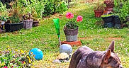 Hinata participe au concours pour gagner de l'argent avec cette photo : animal, colorful, decorations, dog, flowers, french_bulldog, garden, grass, greenery, lawn, leaves, nature, outdoor, pet, plants, potted_plants, shrubs, small_dog, summer, sunny