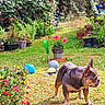 Hinata participe au concours pour gagner de l'argent avec cette photo : dog, french_bulldog, garden, grass, flowers, potted_plants, greenery, outdoor, sunny, pet, animal, nature, decorations, shrubs, lawn, colorful, small_dog, leaves, summer, plants