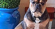 Hinata a rejoint le concours — aidez-le/la à gagner de superbes lots ! dog, french_bulldog, pet, animal, indoor, plant, pot, blue_pot, green_plant, tile_floor, sitting, brown_dog, short_hair, ears_up, looking_forward, companion, cute, stocky, small_dog, home