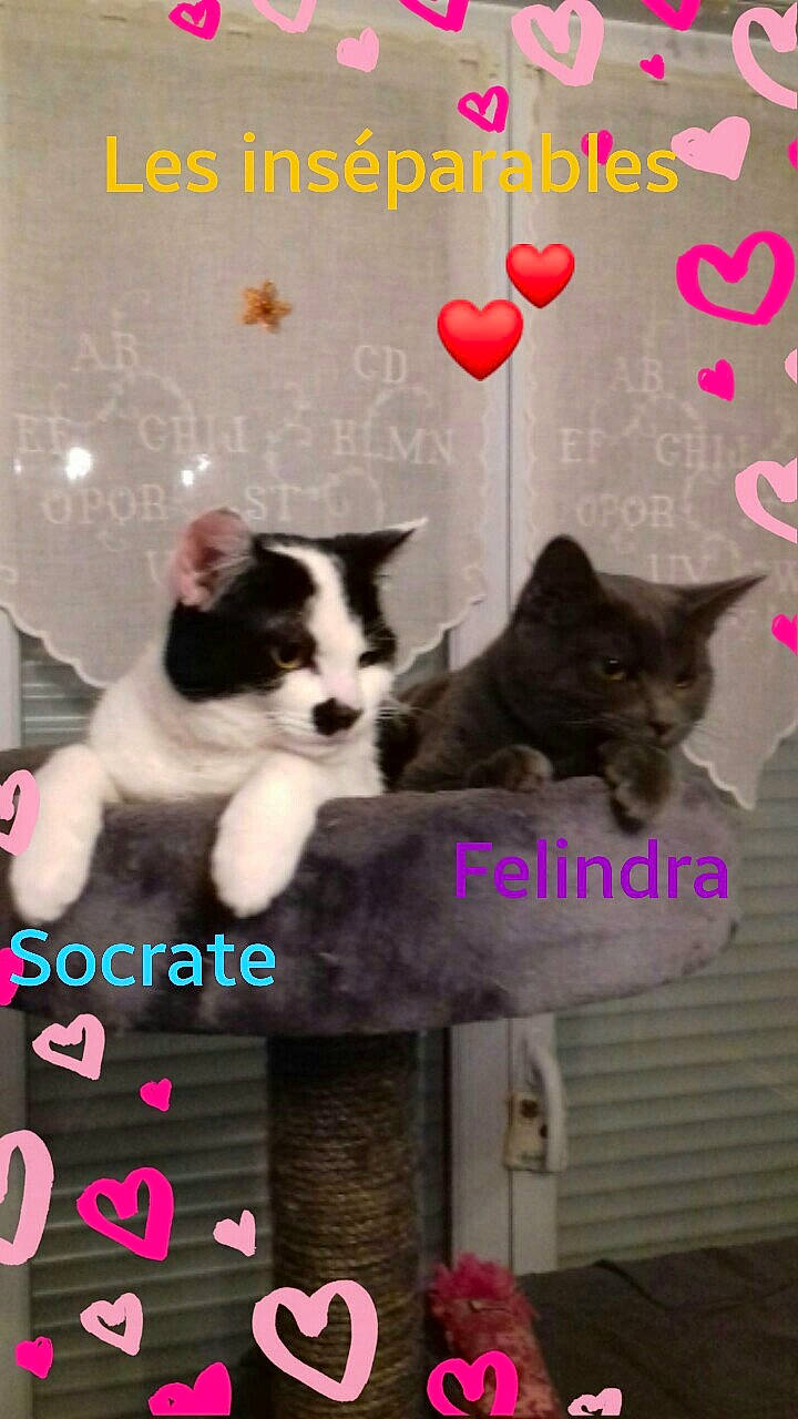 Felindra participe au concours pour gagner de l'argent avec cette photo : art, black, carnivore, cat, cat_supply, companion_dog, creative_arts, dog, dog_breed, felidae, font, fur, herding_dog, magenta, pet_supply, photo_caption, room, small_to_medium_sized_cats, tail, whiskers