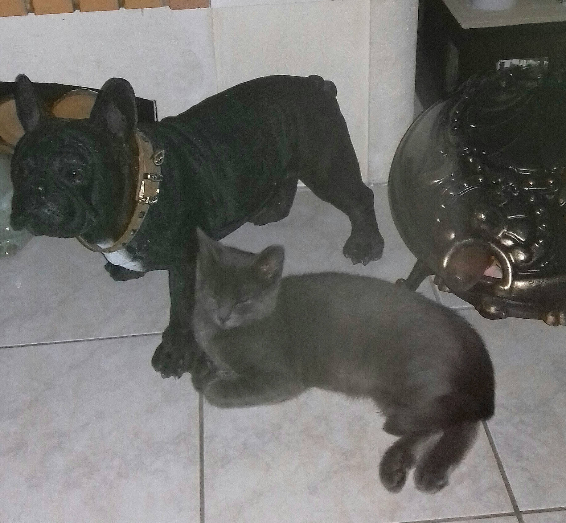 Felindra participe au concours pour gagner de l'argent avec cette photo : canidae, carnivore, cat, comfort, companion_dog, dog, dog_breed, fawn, felidae, floor, flooring, liver, mammal, pug, small_to_medium_sized_cats, snout, sporting_group, tail, whiskers, working_animal