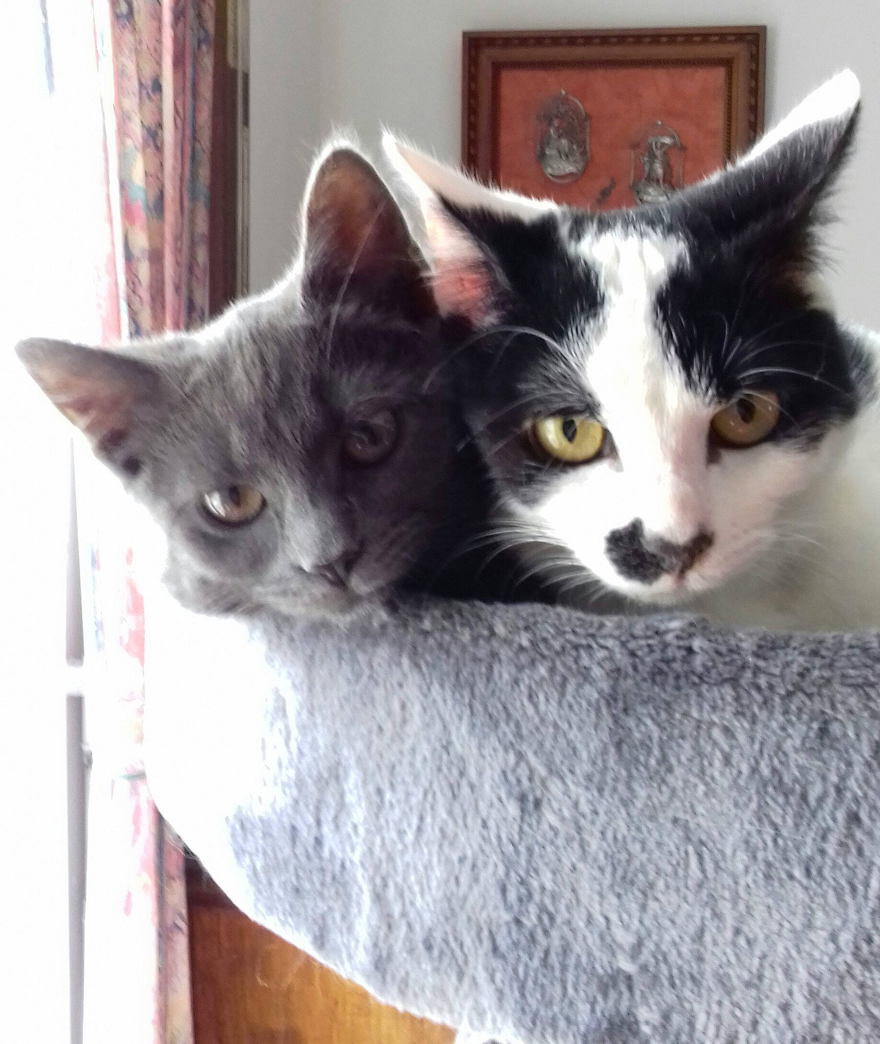 Felindra participe au concours pour gagner de l'argent avec cette photo : black_cat, box, carnivore, cat, cat_furniture, cat_supply, curtain, domestic_short_haired_cat, eye, felidae, fur, grey, mammal, paw, small_to_medium_sized_cats, snout, tail, vertebrate, whiskers, window