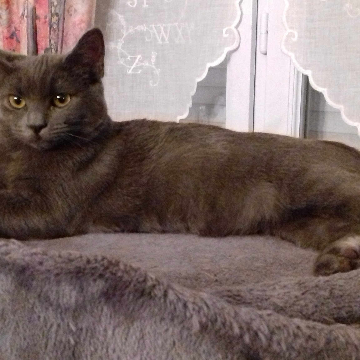 Felindra