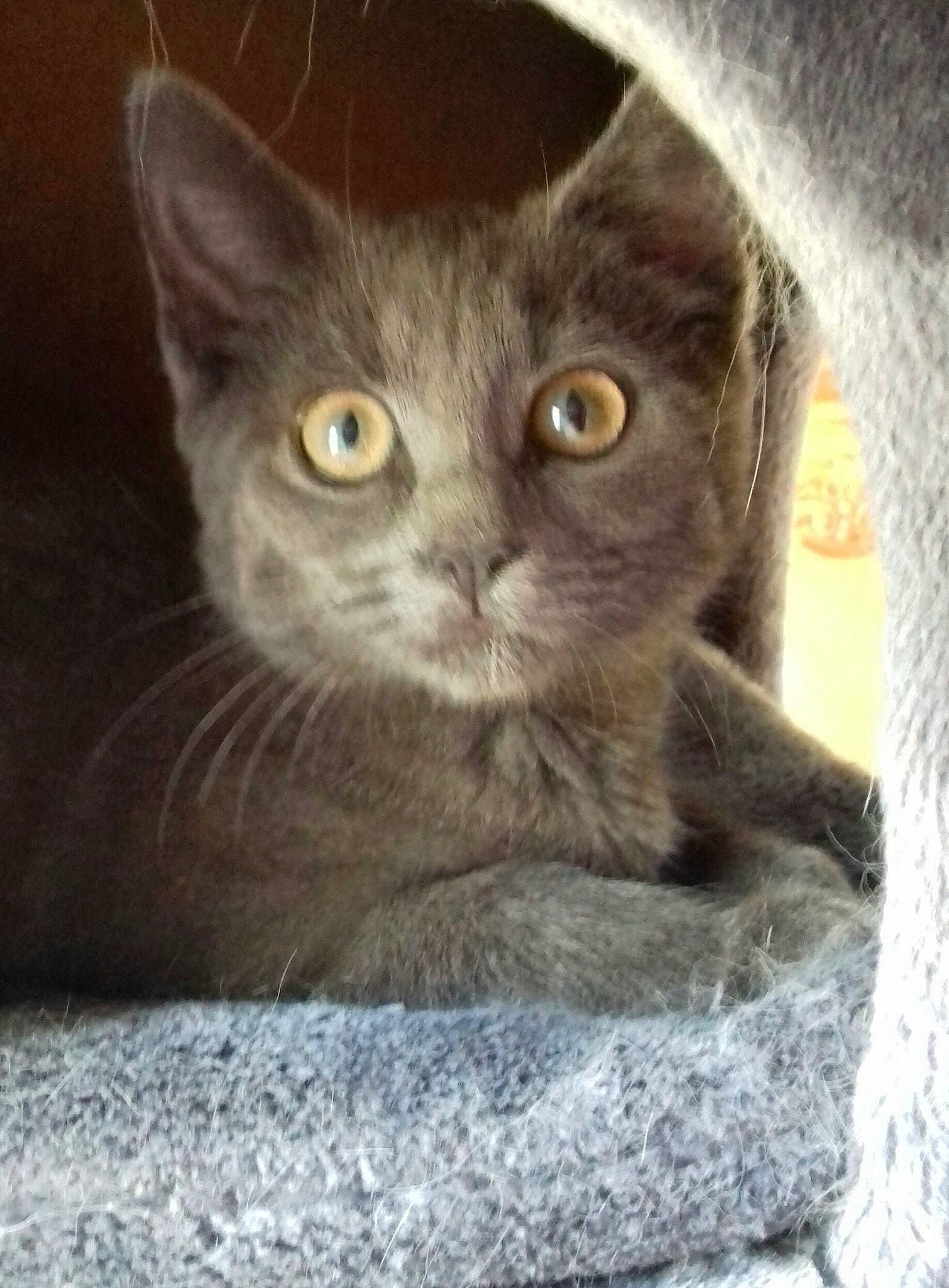 Felindra a rejoint le concours — aidez-le/la à gagner de superbes lots ! carnivore, cat, cat_supply, domestic_short_haired_cat, felidae, fur, grey, pet_supply, photo_caption, russian_blue, small_to_medium_sized_cats, snout, terrestrial_animal, whiskers