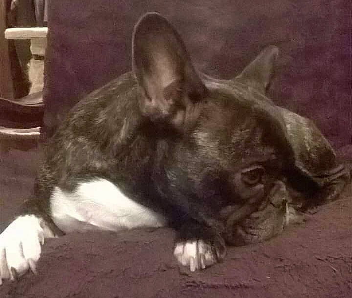 Heather participe au concours pour gagner de l'argent avec cette photo : bulldog, canidae, carnivore, companion_dog, dog, dog_breed, ear, fawn, french_bulldog, non_sporting_group, snout, sporting_group, terrestrial_animal, toy_dog, whiskers, working_animal, wrinkle